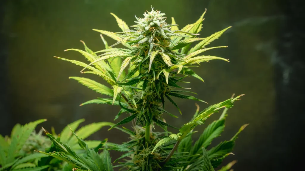 Close up of medical cannabis plant