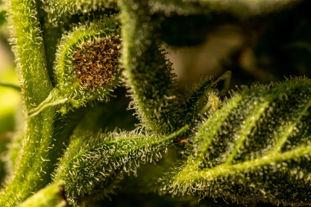 Close up of cannabis plant