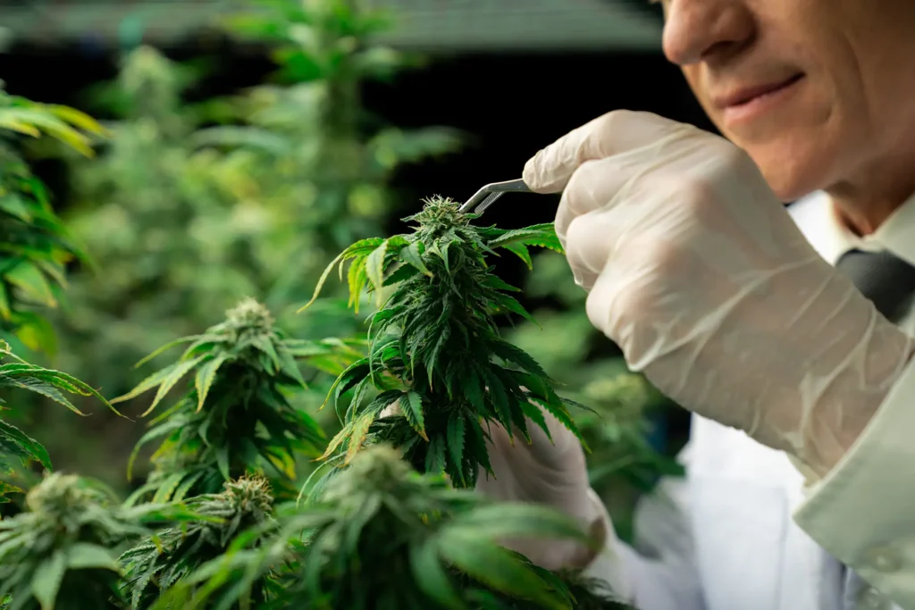 Male scientist using tweezers to remove bud from cannabis hemp plant