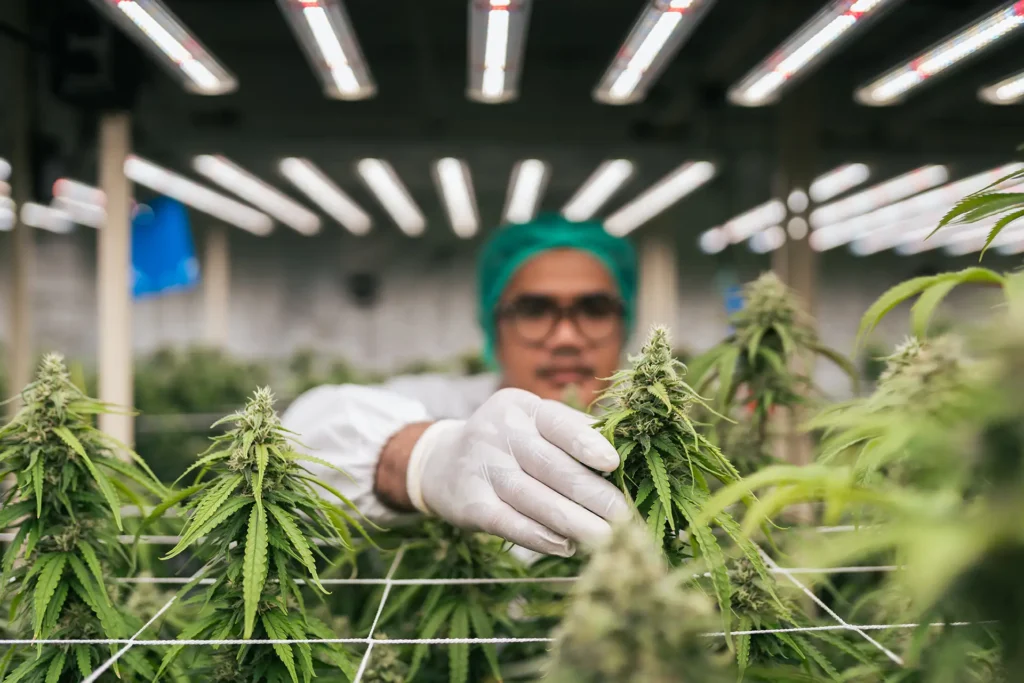 Scientist looking over crop of cannabis plants
