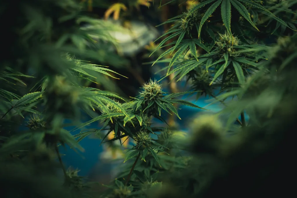 An image of a medical cannabis plant.