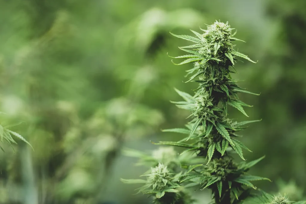 Close up of cannabis plant