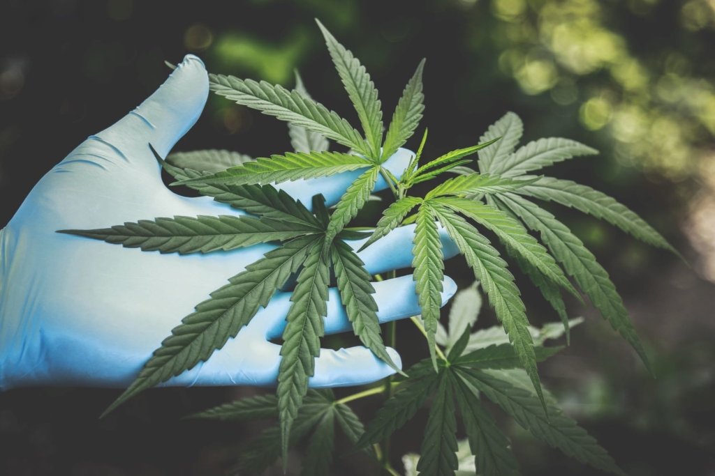 Specific Cannabinoid Compositions Associated with Analgesic Response and Adverse Events in Chronic Pain Patients