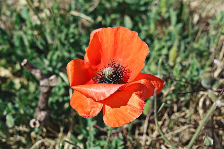 Closeup view of wild blooming poppy flower