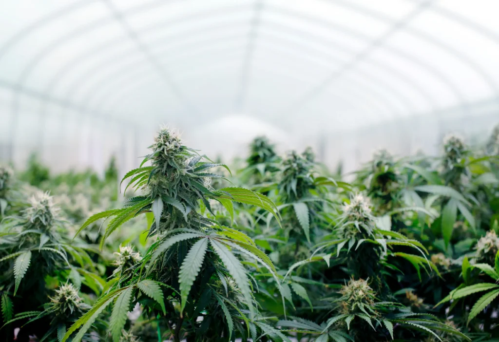 A low-angle photo of a greenhouse with cannabis growing.