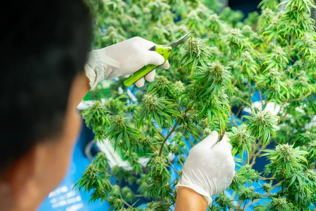 A photo of gloved hands cutting fresh cannabis leaves