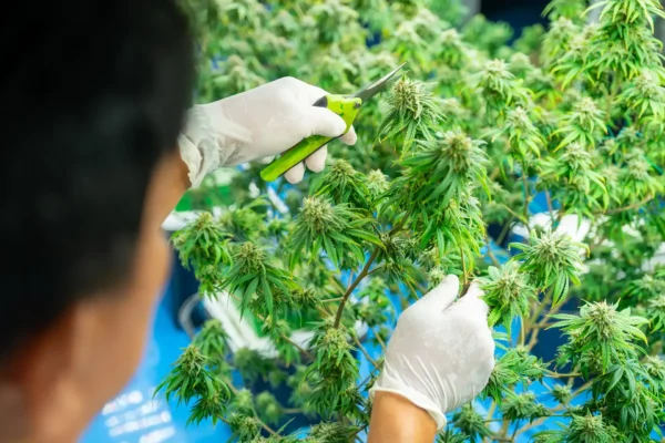 A photo of gloved hands cutting fresh cannabis leaves