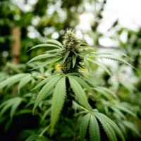 close up photo of marijuana plants at indoor canna