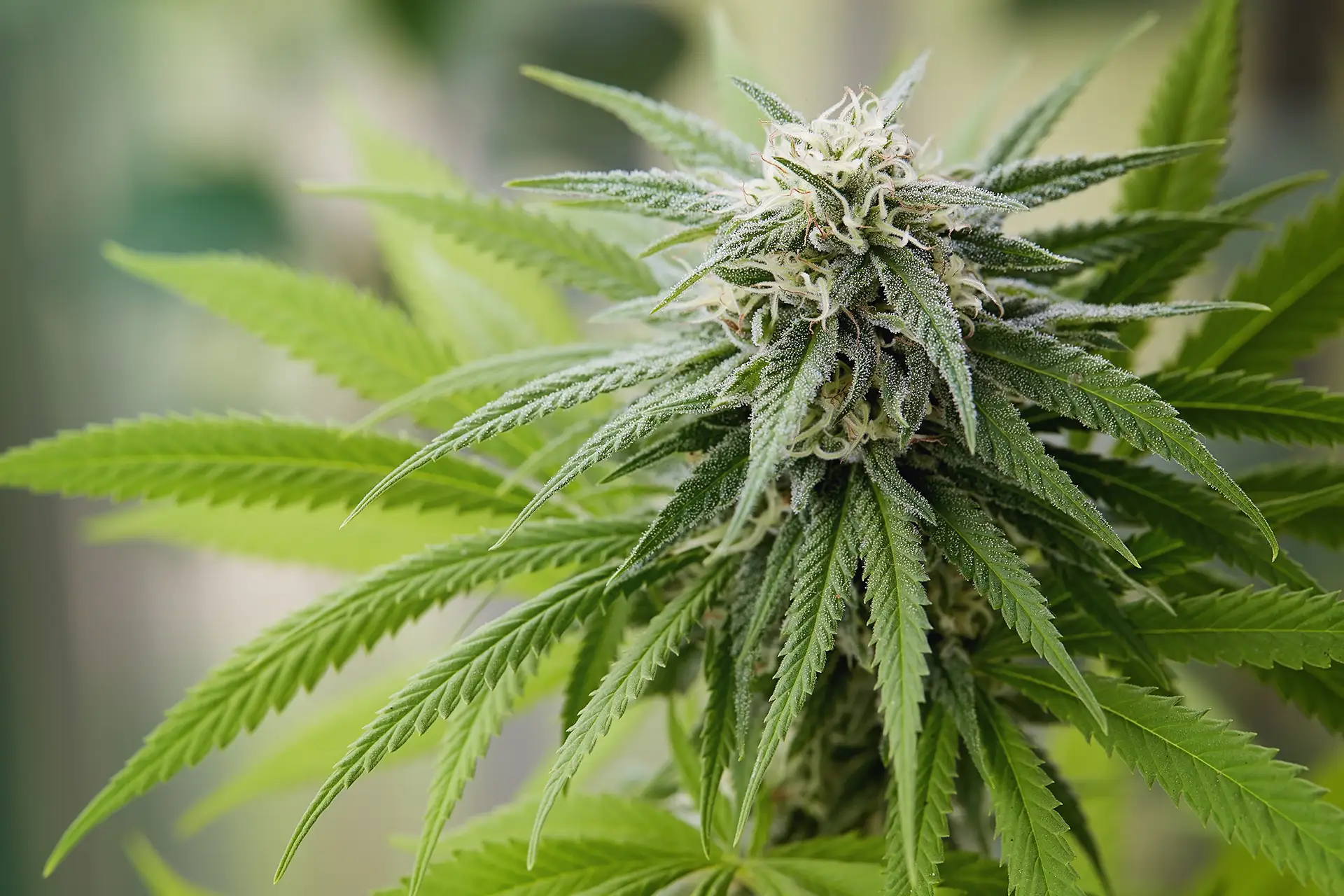 Understanding the Role of Terpenes in Medical Cannabis | Curaleaf Clinic
