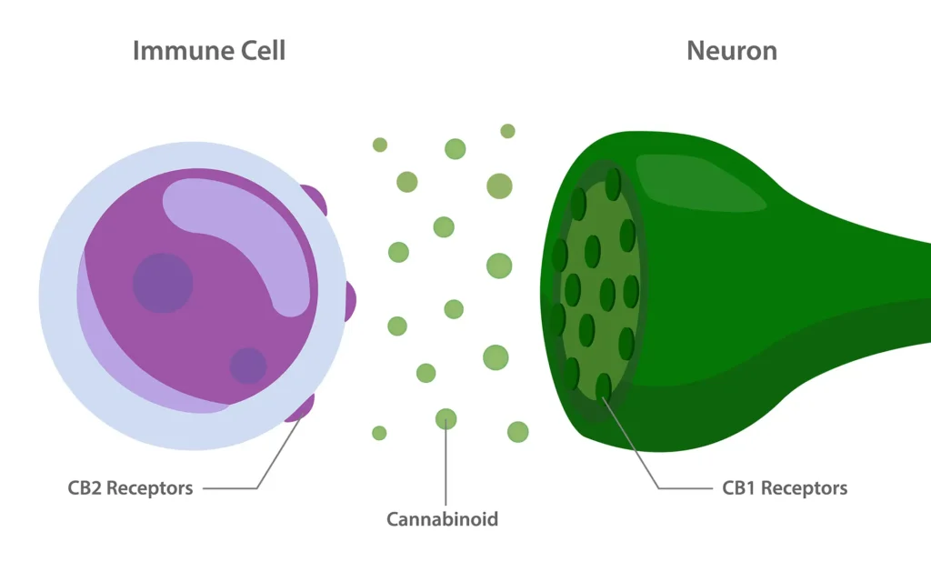 The Endocannabinoid System with Cannabinoid Receptors between Immune Cell and Neuron Diagram illustration about cannabis, healthcare meical and science vector.