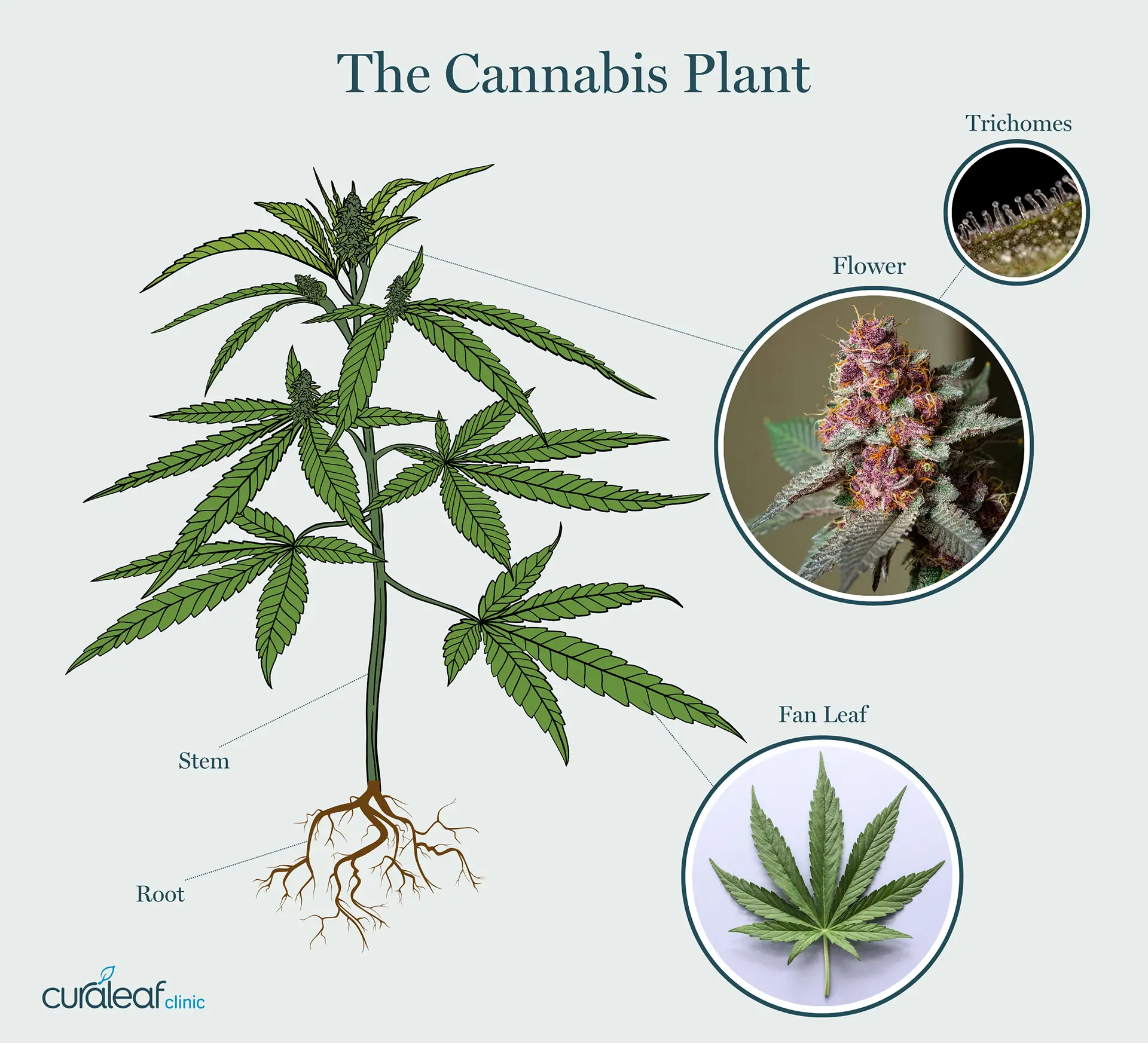 diagram of cannabis plant