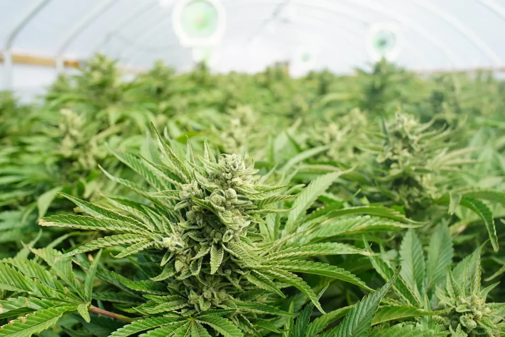 Cannabis plant growing in a plantation