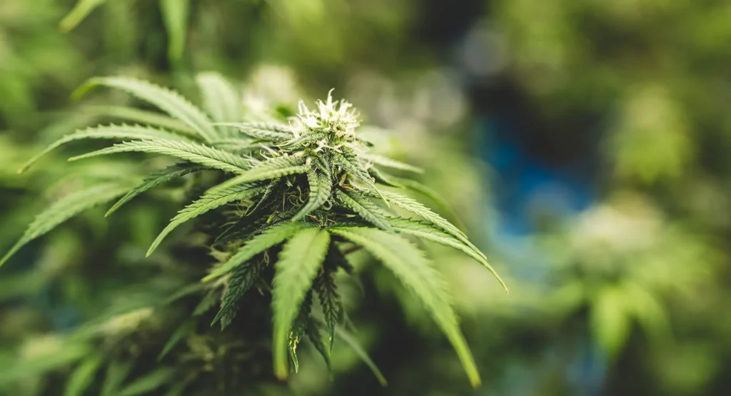 Close up of medical cannabis plant