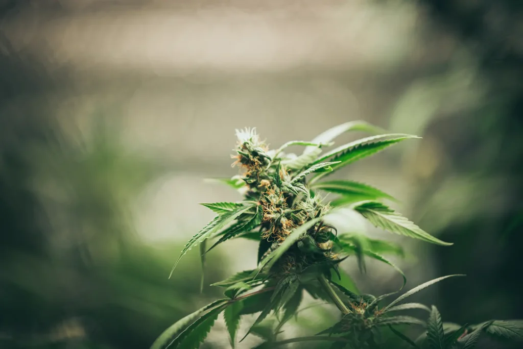 growing cannabis plant