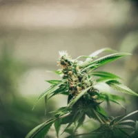 growing cannabis plant