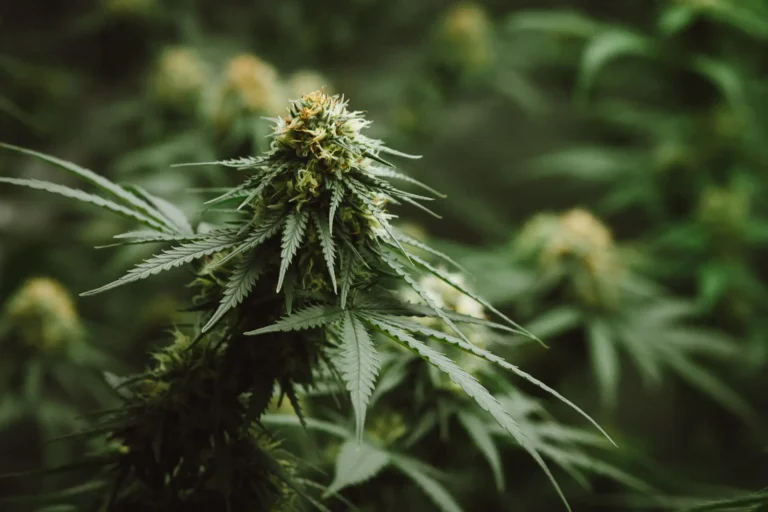 Close up of cannabis plant