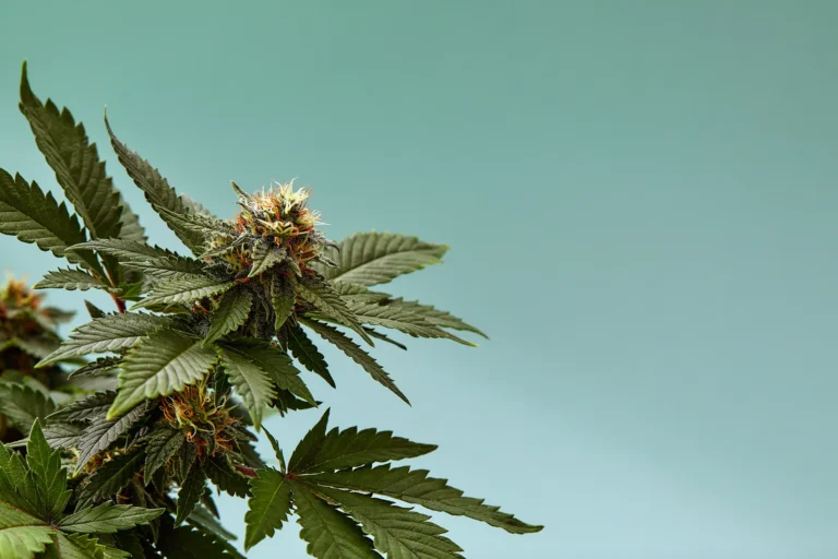 Close up of cannabis plant against a light blue backdrop