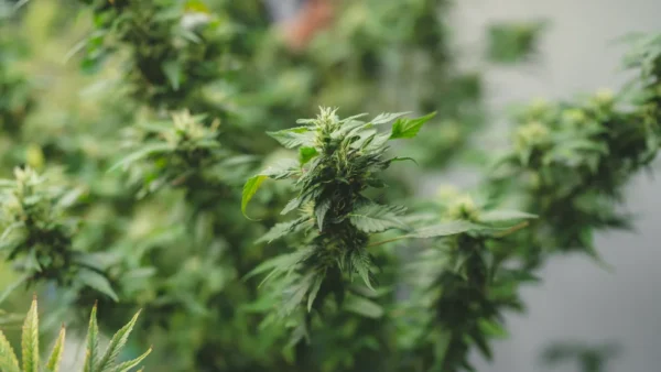 green-plant-life-with-green-leaves-and-buds